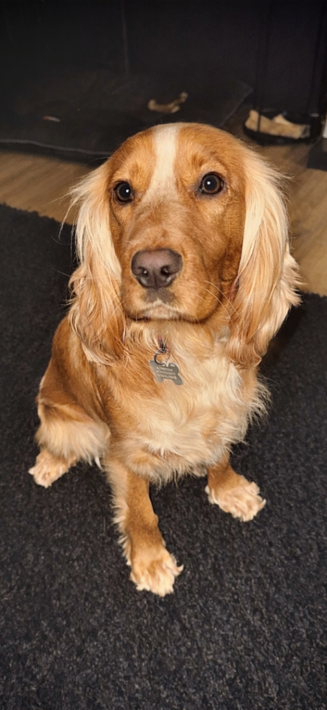 Cocker spaniel 
