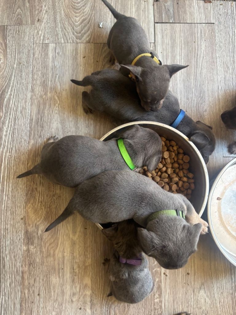 🐶 Dachshund x frenchies Puppies for Sale 🐶