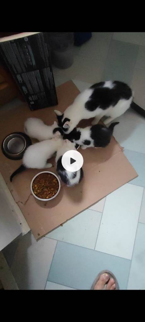 4 beautiful little fur babies