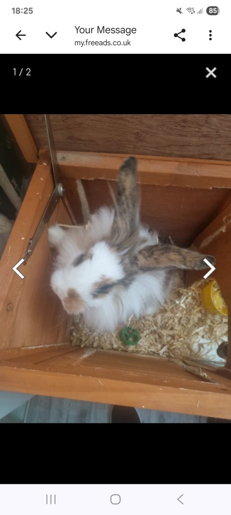 1 nale rabbit with cage 2 female with cage 
