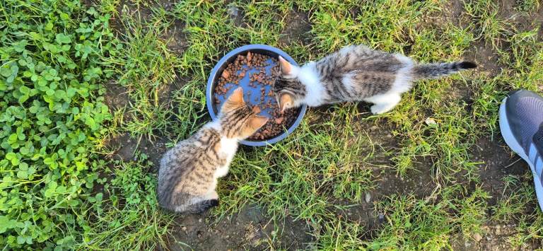 Kittens