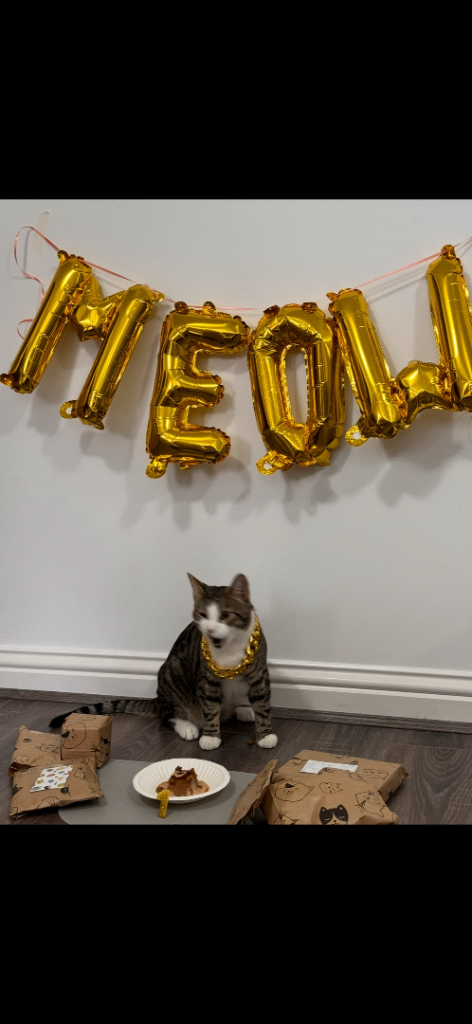 2 year old Male Tabby for Sale