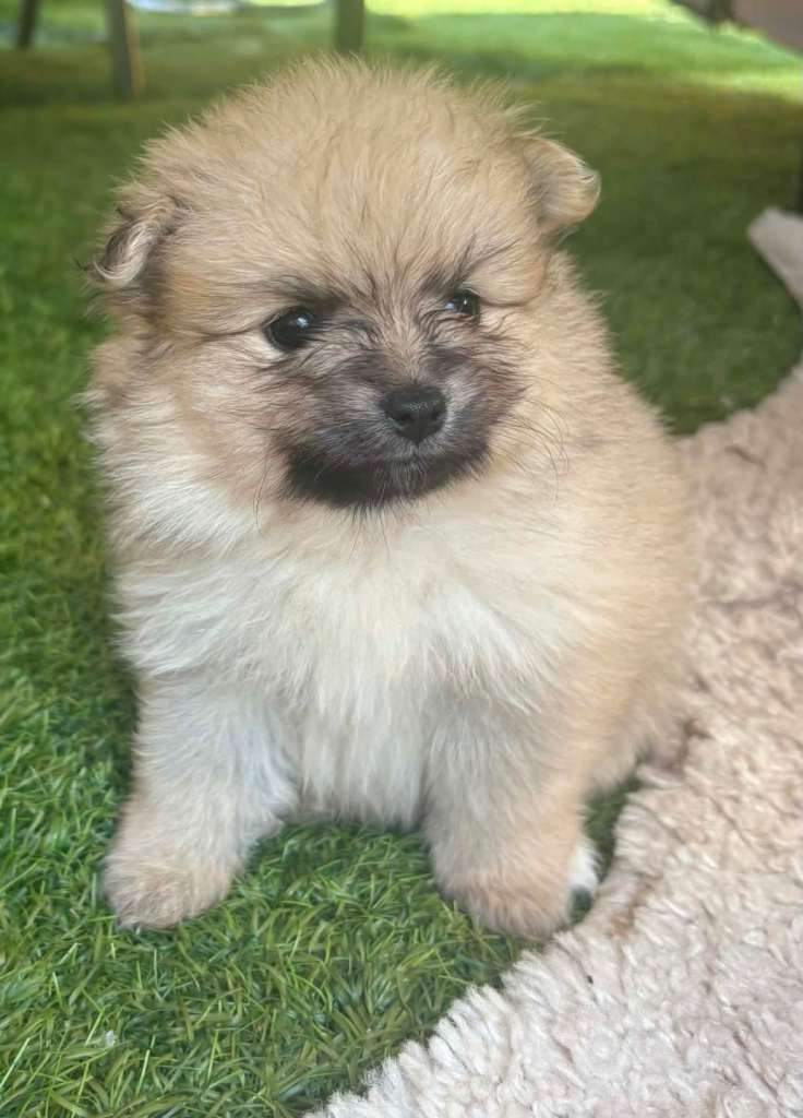 Beautiful Pomeranian Puppies for Sale