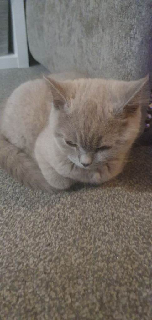 Beautiful female bsh