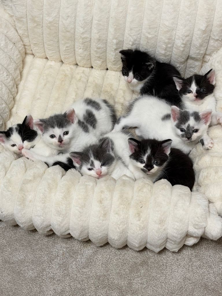 Kittens