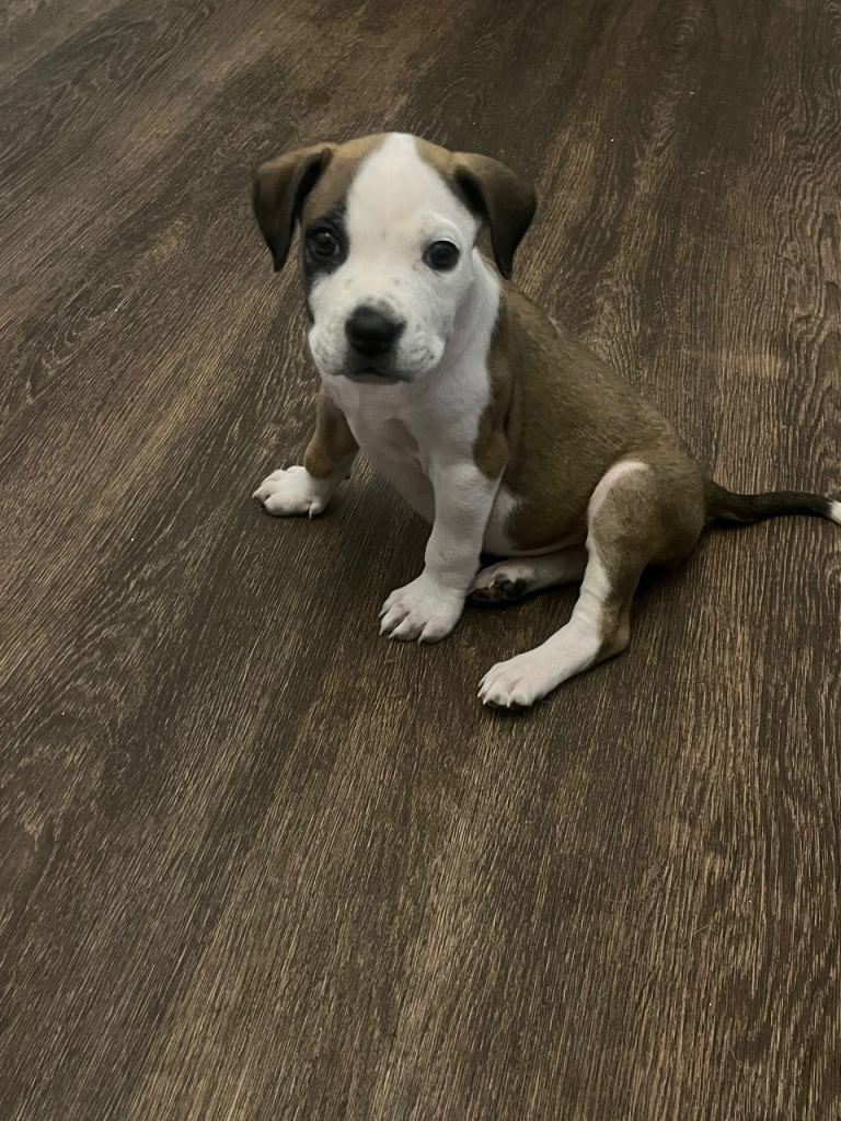 Puppy 