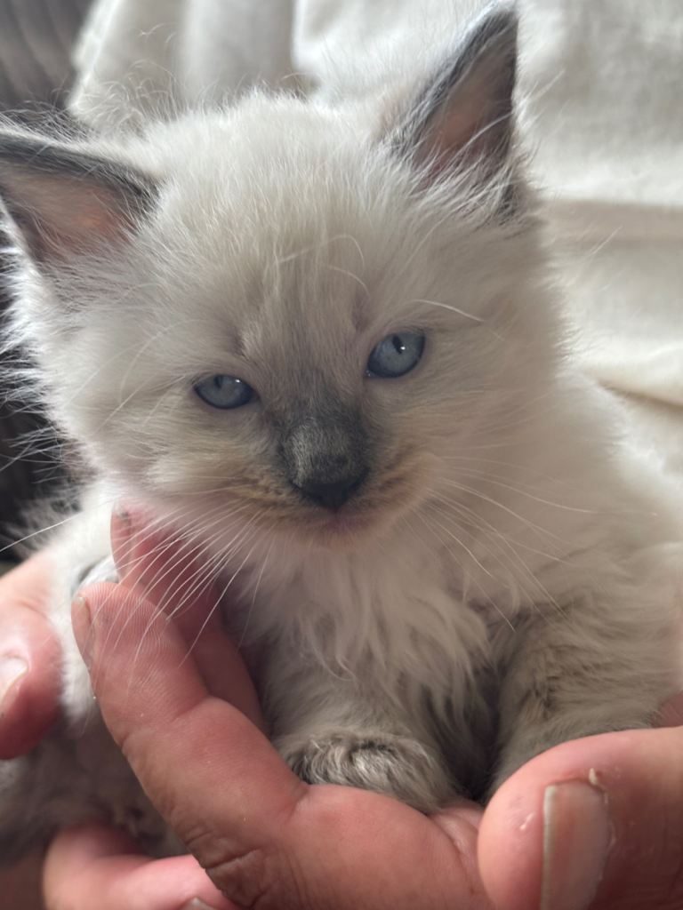 Ragdoll kittens born 10/07/26 1 left 
