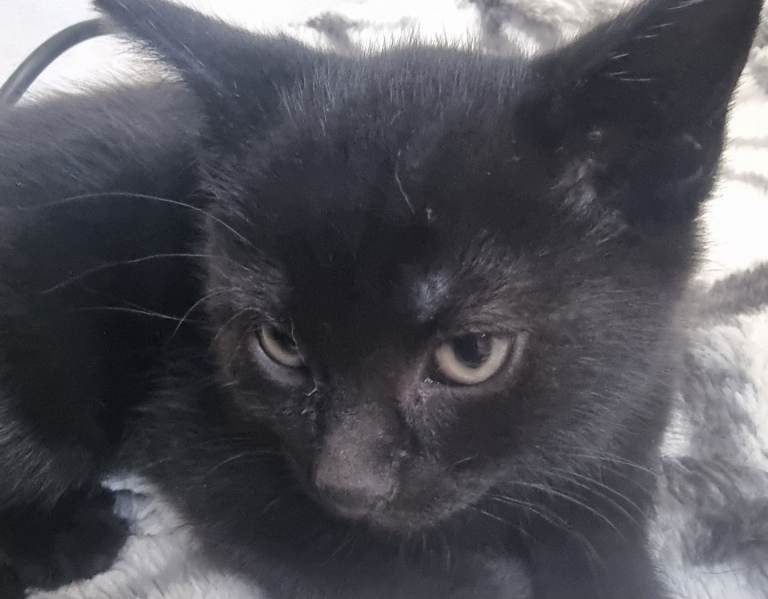 Kittens 