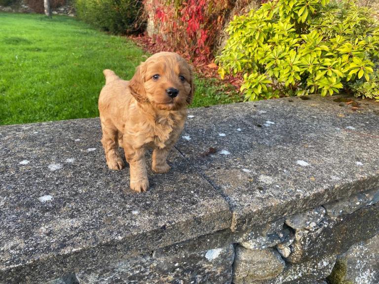 Cockapoo F1 pups 