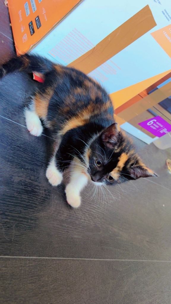 Kittens 