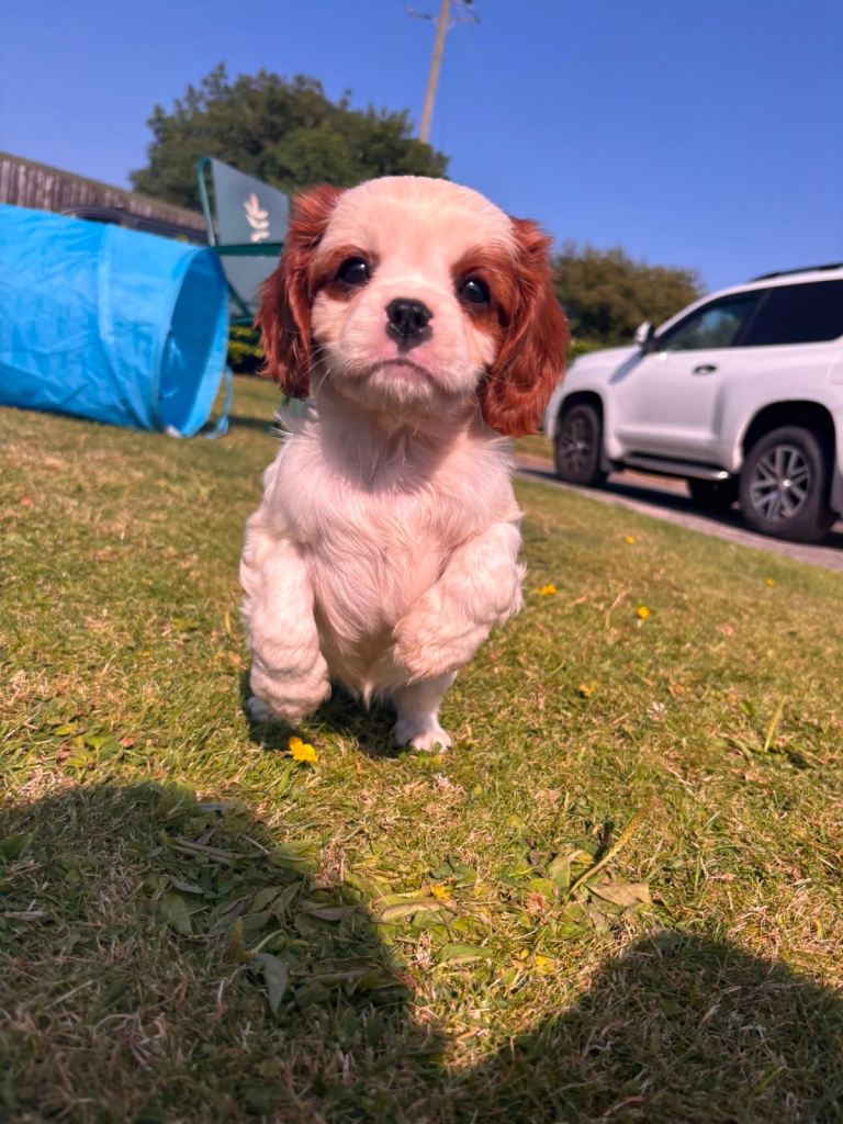 Kc reg Cavalier King Charles pup