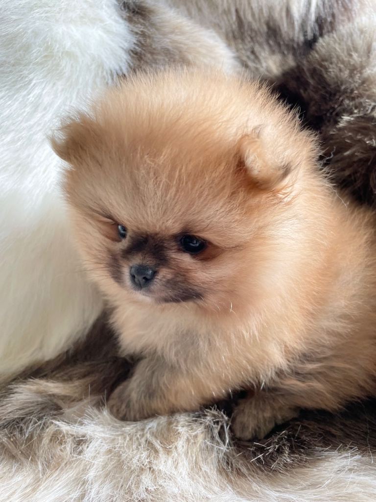 Exceptional show type extra fluffy Pomeranian boy 