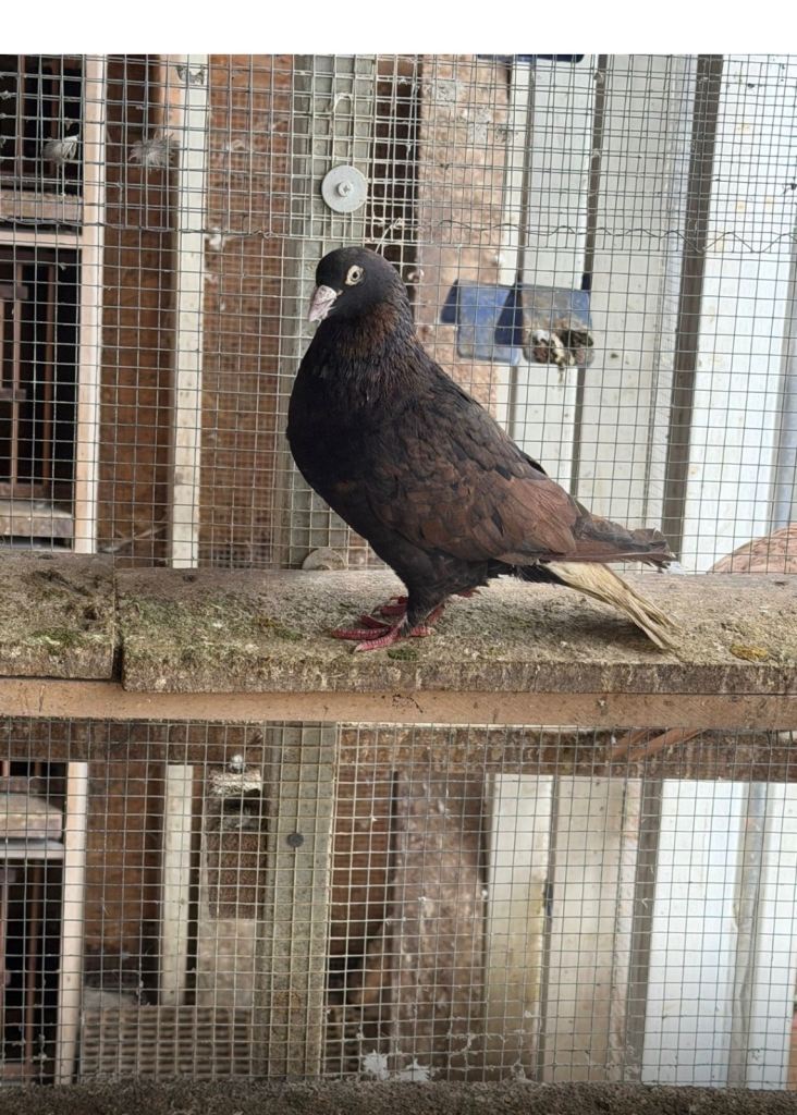 Afghan pigeon 