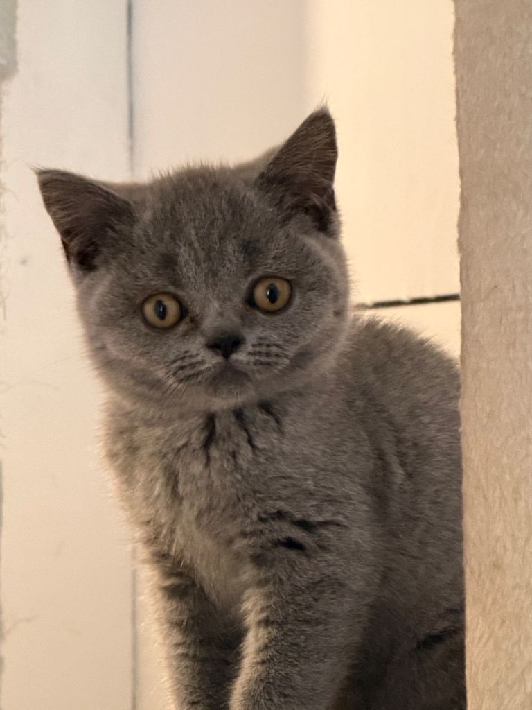 British short hair kittens for sale (BSH) 