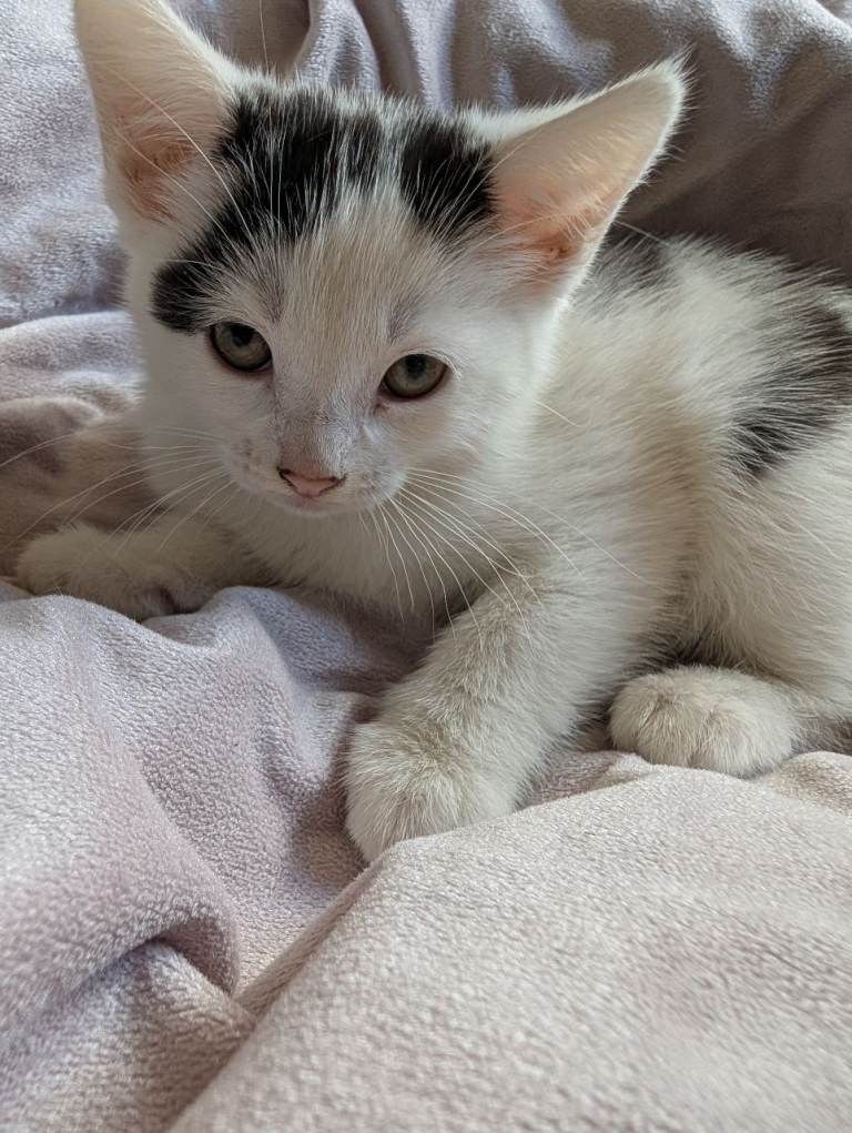 9 week old kittens 