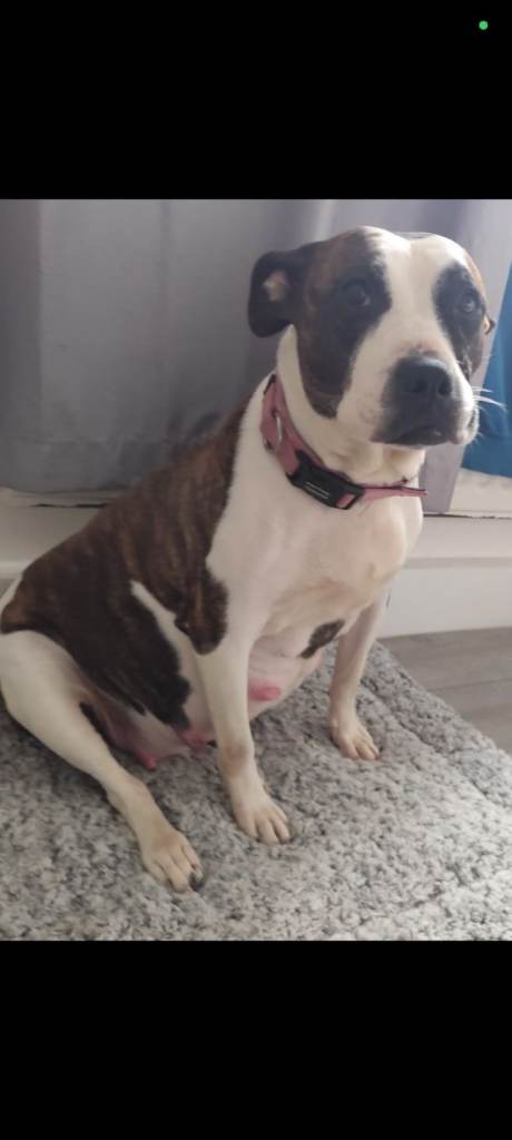 Beautiful Chunky Staffordshire bull terriers for sale.