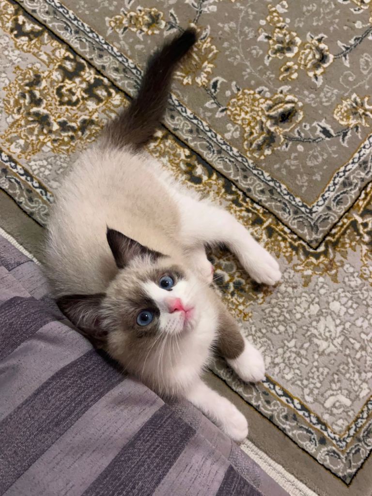 Ragdoll mix kitten looking for a new home 🐾
