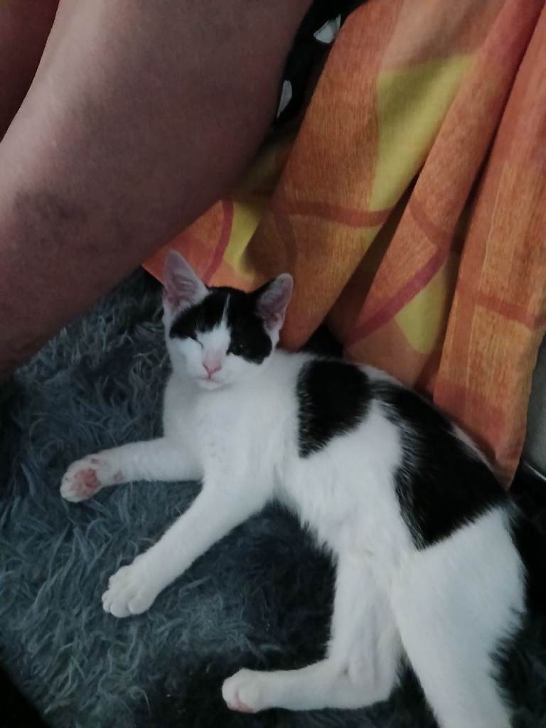 Kitten for sale