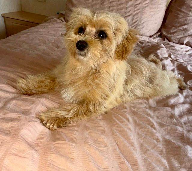 F1 teddy bear maltipoo puppies 1 girl available 