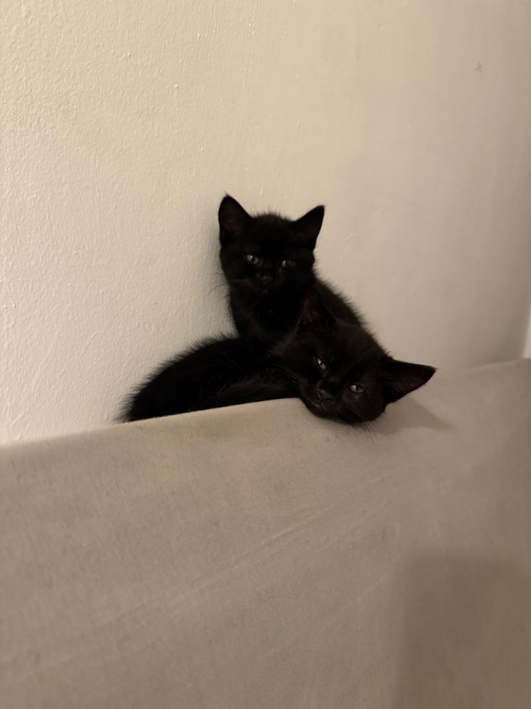 Male kittens for sale 