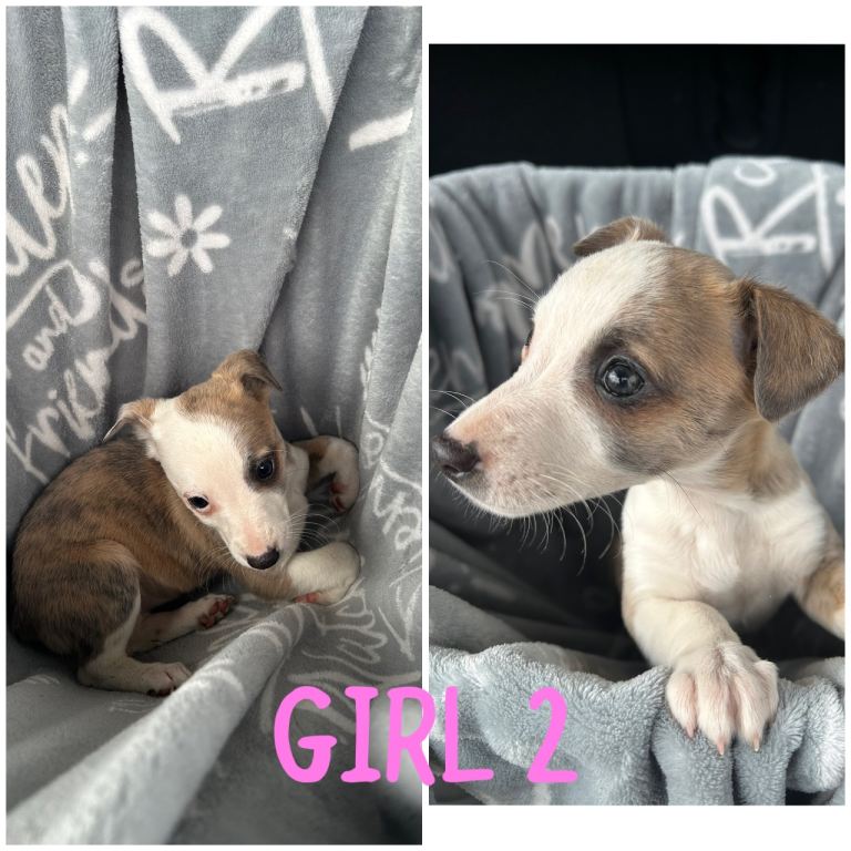 Chihuahua cross whippet puppies 