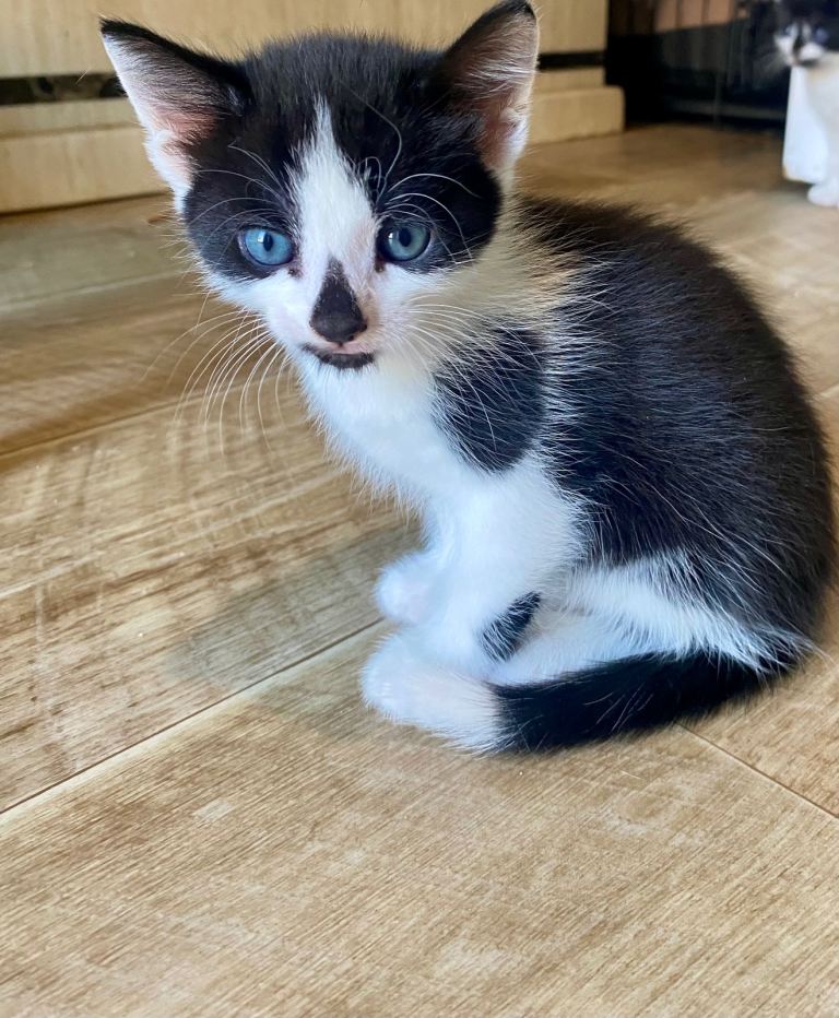 Kittens