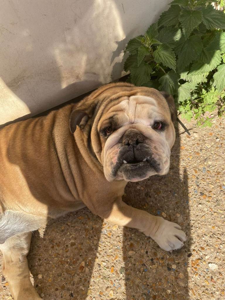 2 year old. Female bulldog