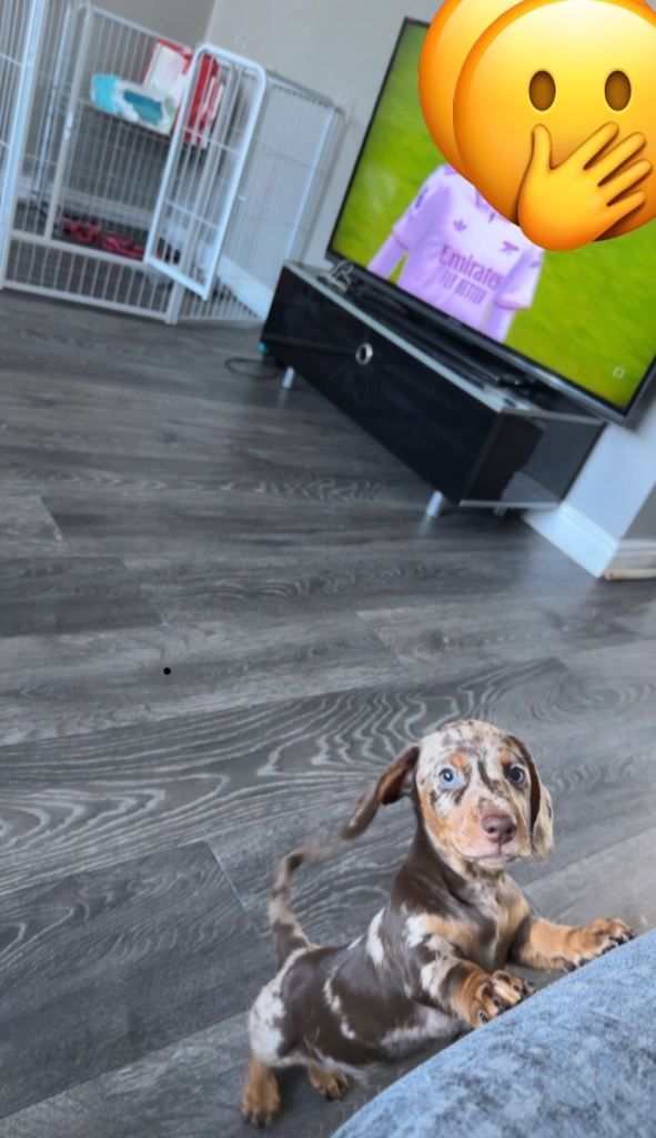 Miniature Dachshund male 