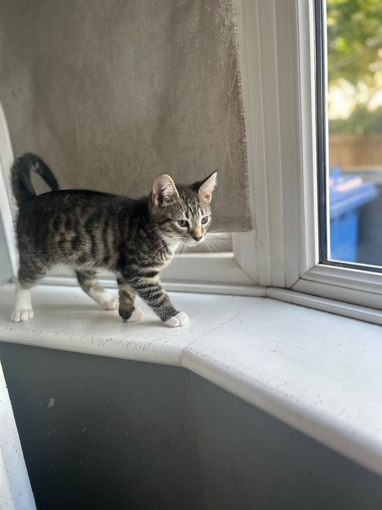 5 Beautiful Kittens