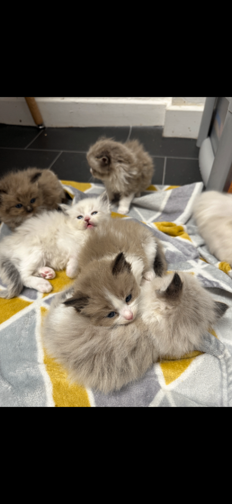 Ragdoll Kittens 
