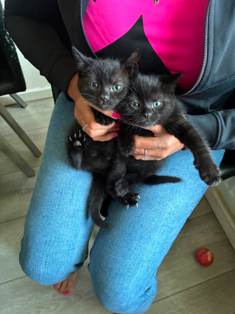 2 boy cats for sale