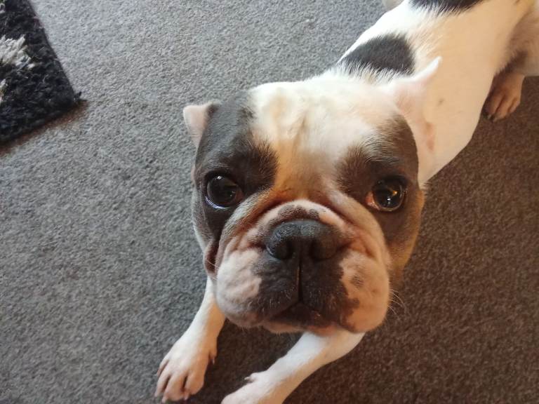 French bulldog 