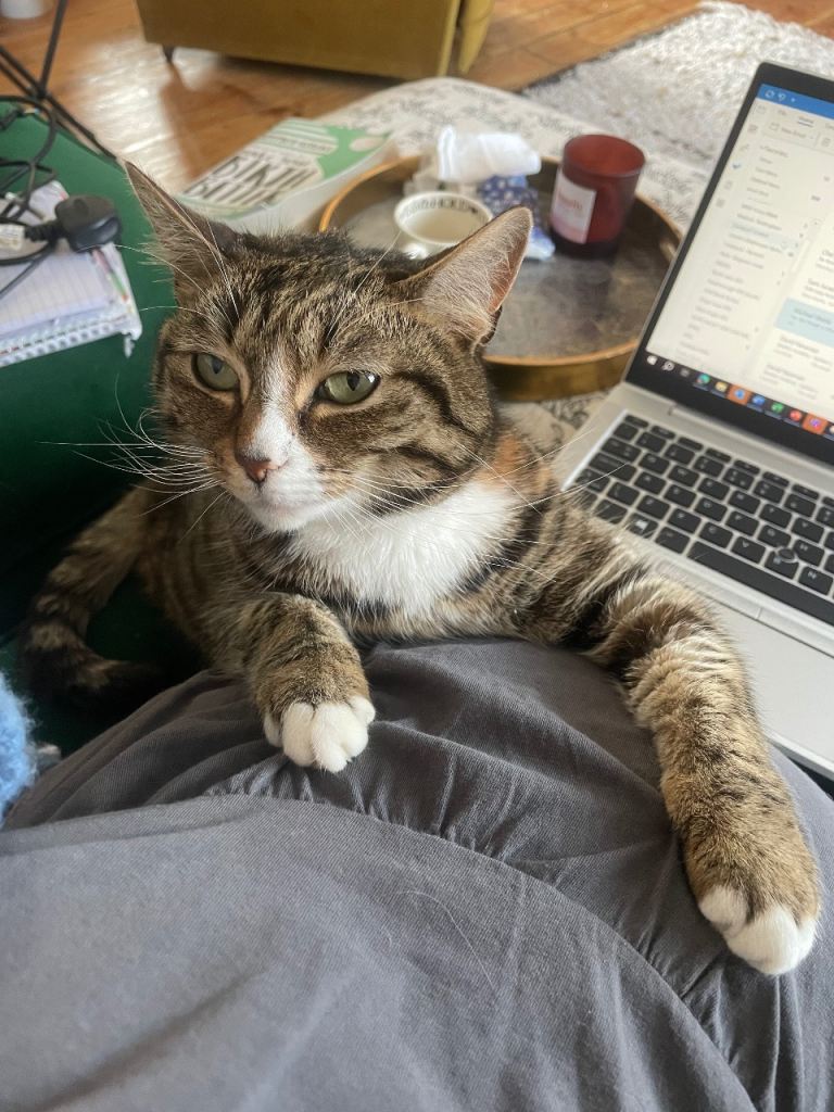 Regretfully need to rehome our 7 year old cat Tiger 