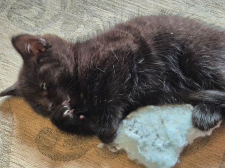 Kitten for sale - NOW SOLD