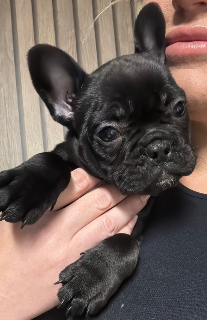 Female French bulldog pup 🐾