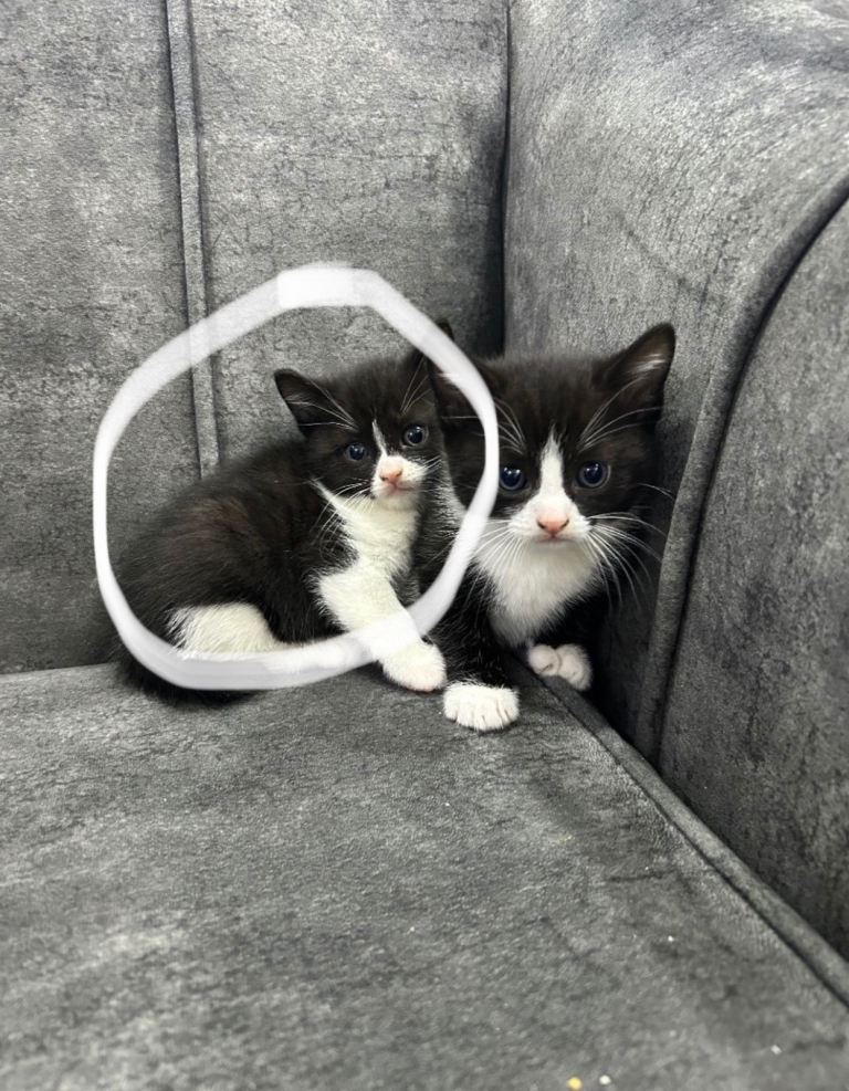 1 female and 2 male kittens available 