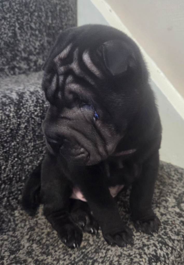 💙 READY NOW. SHAR PEI BOY 💙