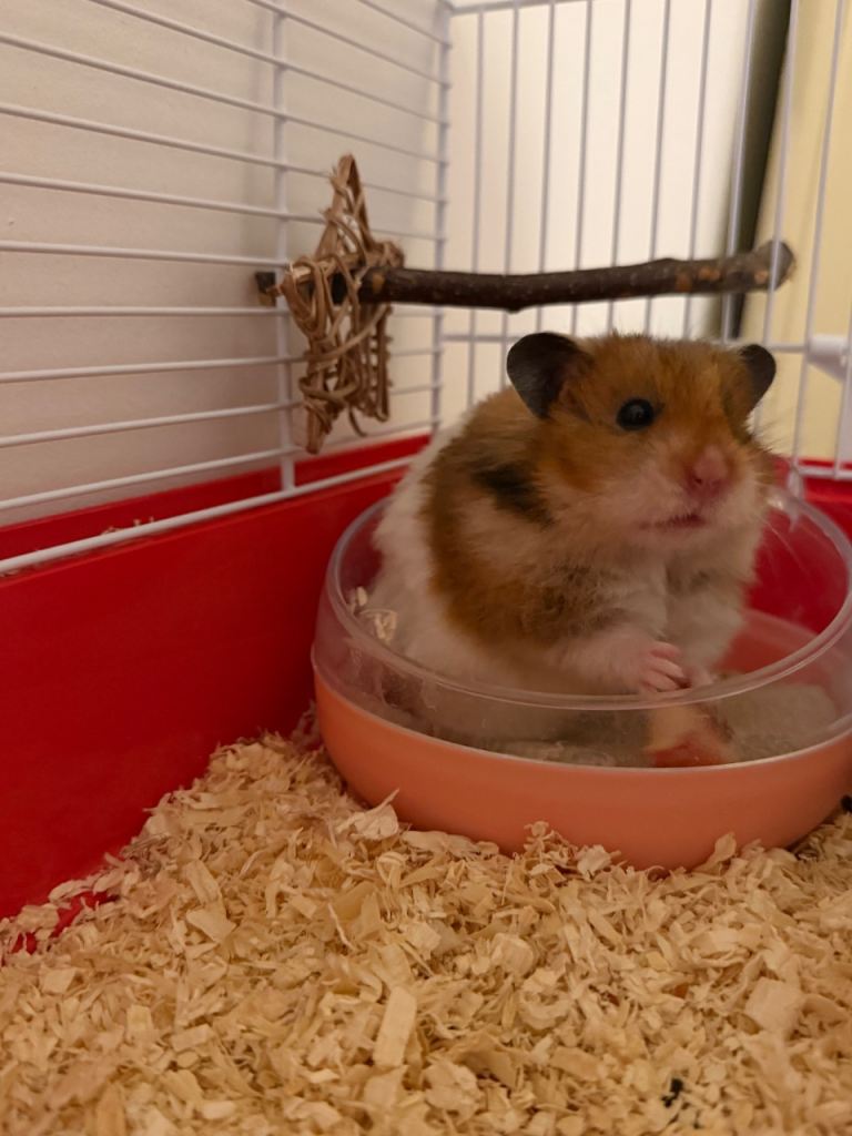 Fluffy Male Syrian Hamster 