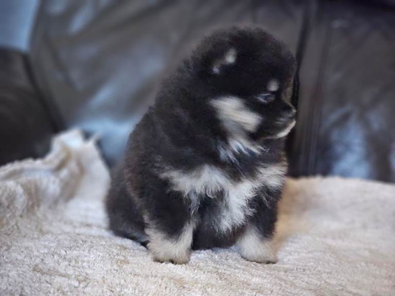 1 pomeranian baby boy