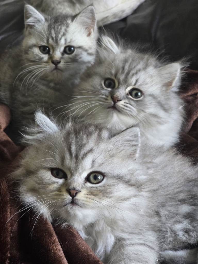 British short and long hair kittens