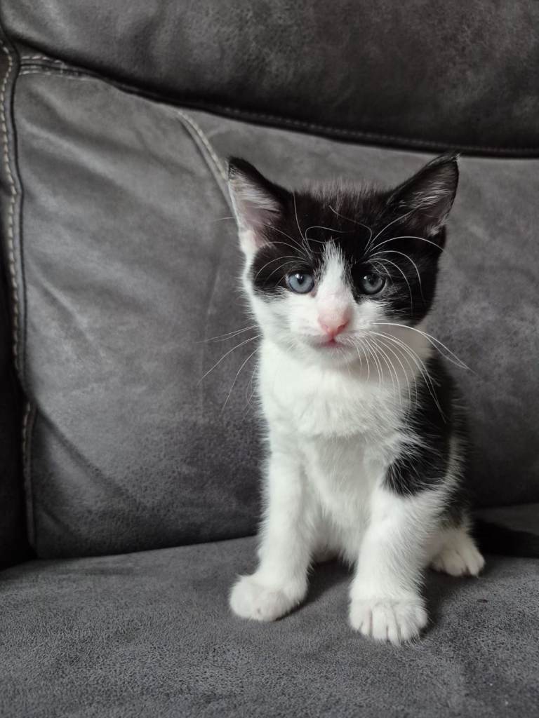 Kittens