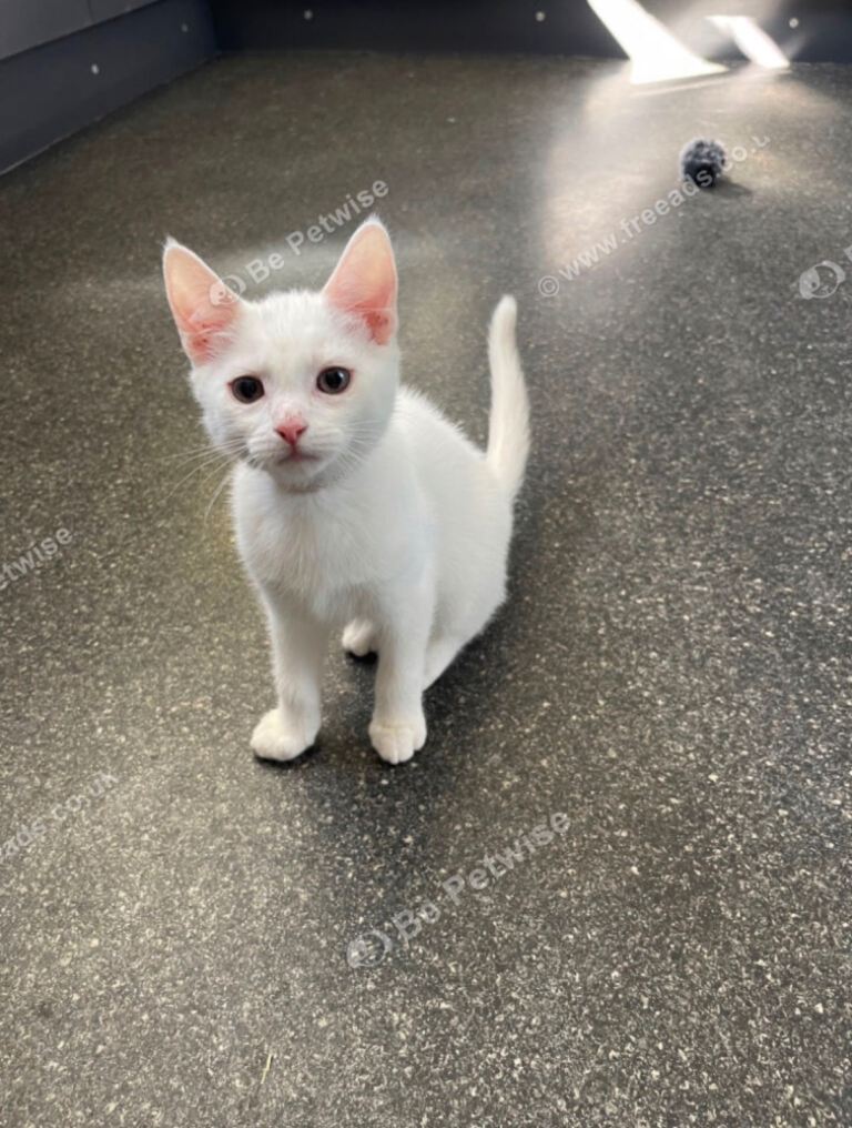 Beautiful pure white kitten