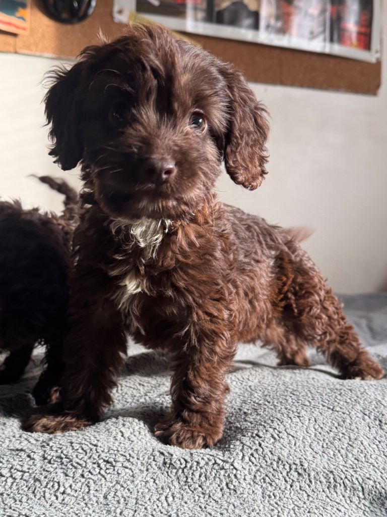 F1 Cockapoo puppies Beautiful litter of hypoallergenic Cockapoo pups