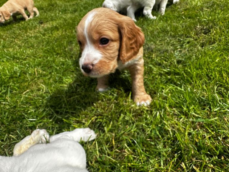 Stunning Cocker Spaniel Puppies