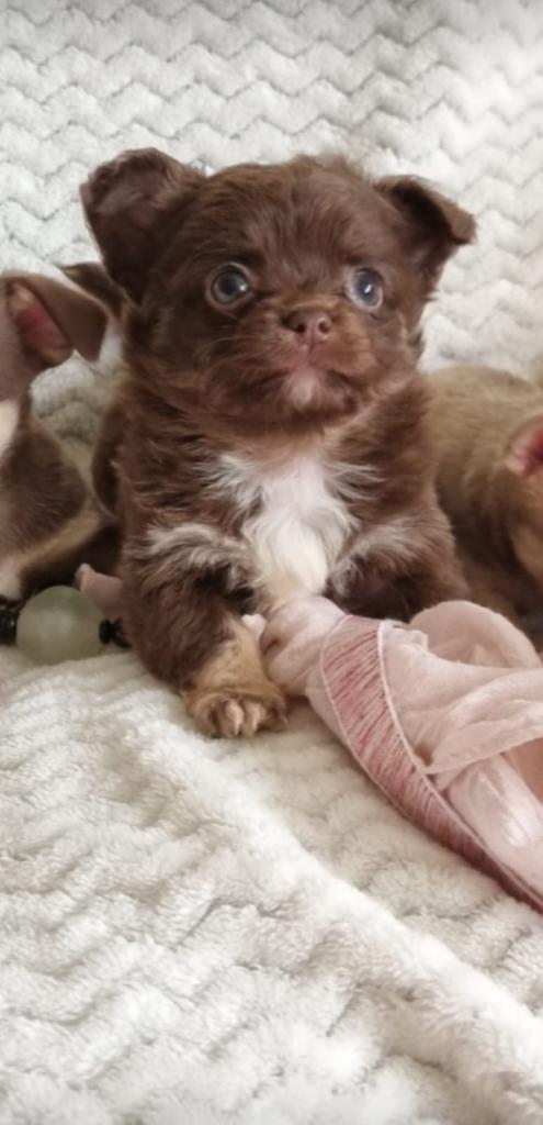 Chihuahua Puppies