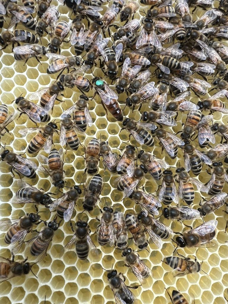 Overwintered Queen Bees Mated 