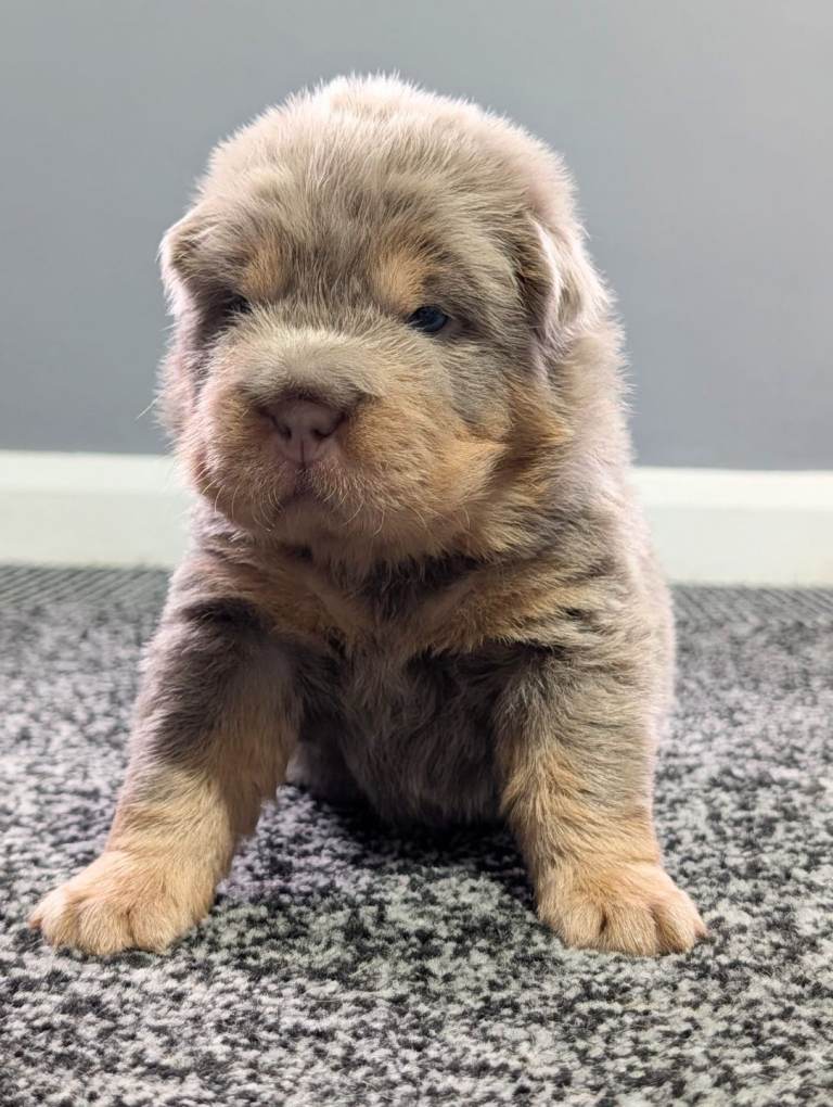 Stunning Shar Pei Rare (Bear Coat) 
