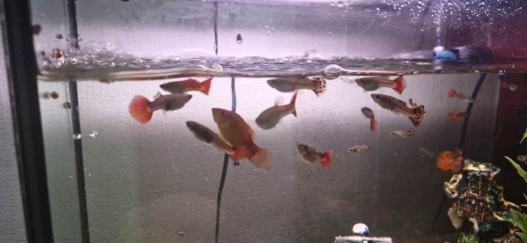 Guppy fish