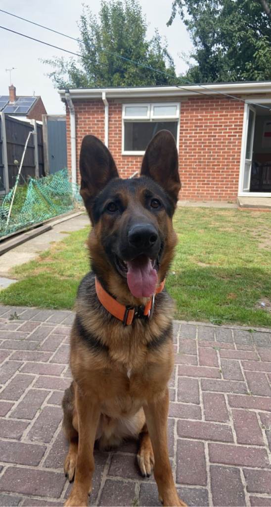 4 Year Old Male German Shepherd – Intelligent, Protective, Needs Experienced Owner – Derby