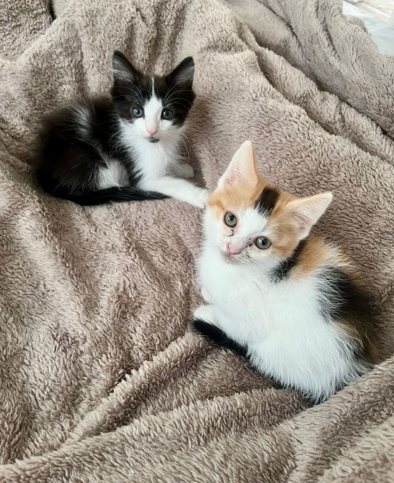 Beautiful kittens for sale 